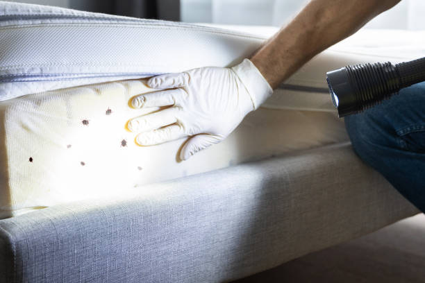 Best Insect Control  in Somersworth, NH