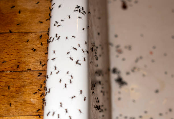 Best Affordable Pest Control Services  in Somersworth, NH