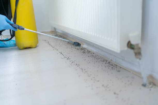 Best Wasp Removal Services  in Somersworth, NH