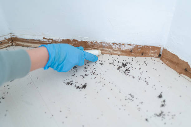 Best Pest Control for Homes  in Somersworth, NH